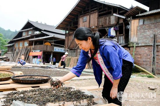 广西侗乡油茶采摘比赛，丰收的喜悦与传承的文化