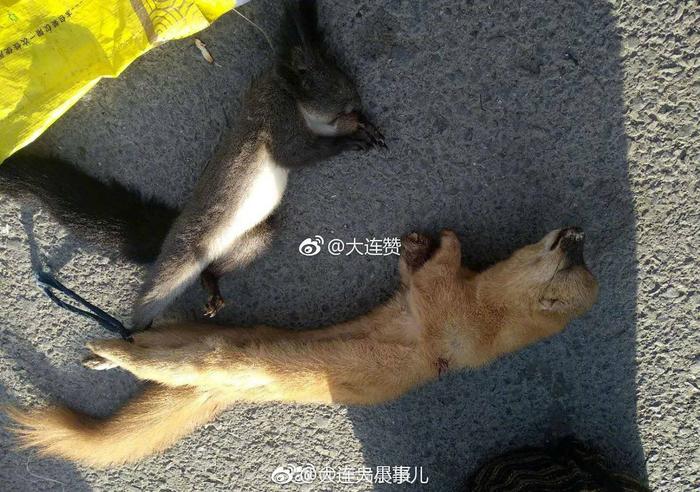 大连城区出现狐狸、鳄鱼等动物，放生乱象究竟该谁管？