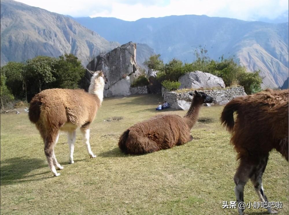 这就是秘鲁，国宝神兽的宝藏与魅力