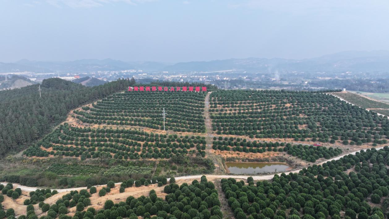 湖南省林下经济高质量发展现场推进会在靖州召开——探索绿色生态与经济共赢的新路径